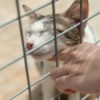 Choosing a Cat