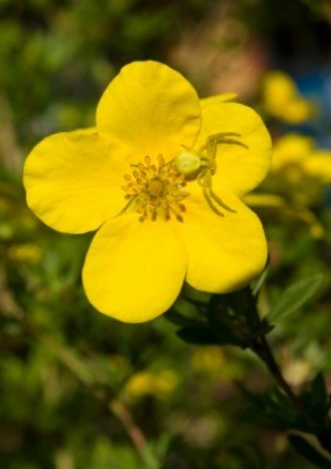 Growing Cinquefoil (Bush)