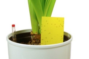 Insect Problems on Houseplants