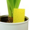 Insect Problems on Houseplants