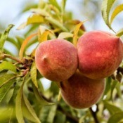 Peach Tree