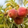 Peach Tree
