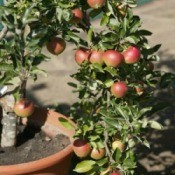 Growing Fruit In Pots