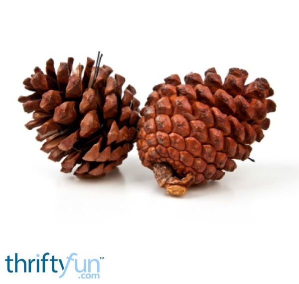 selling pine cones thriftyfun selling pine cones thriftyfun