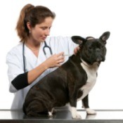 A vet giving a dog a vaccination.