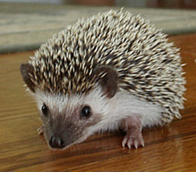 Hedgehog Order