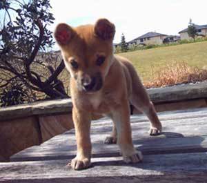 Chow Mix?