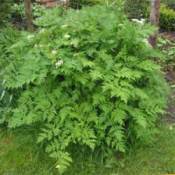Growing: Chervil