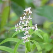 Growing: Lemon Verbena
