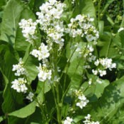 Growing: Horseradish