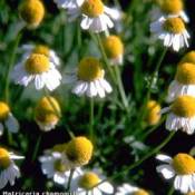 Growing: Chamomile