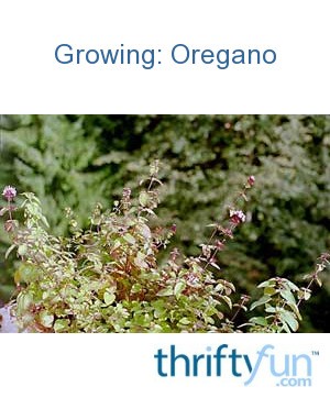 Growing Oregano by albert swope