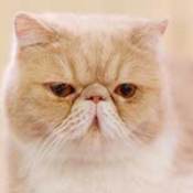 An Exotic Shorthair