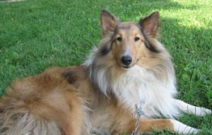 Killian (Shetland Sheepdog)