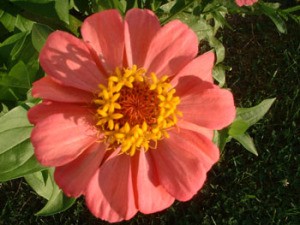 Salmon pink flower.
