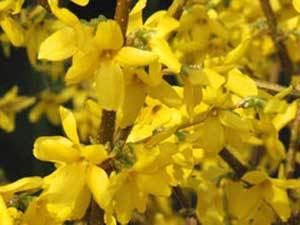 Growing: Forsythia