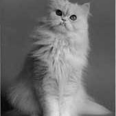 Persian