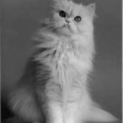 White Persian cat.
