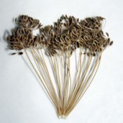 Dried Dill