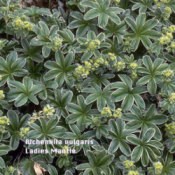 Growing: Lady's Mantle