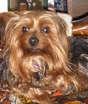 Odie (Yorkshire Terrier)