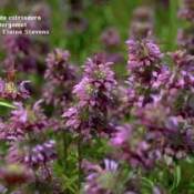 Bergamot (Bee Balm)