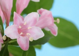 Growing Honeysuckle