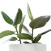 Houseplant