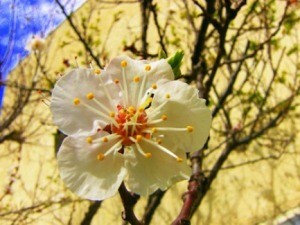 Apricot Blossom