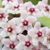 Hoya Flowers
