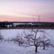Late Winter Pruning