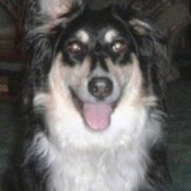 Annie (Australian Shepherd)