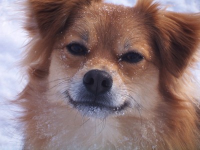 Baylor (Pomeranian/Australian Mix)