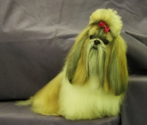 Nikko (Shih Tzu)
