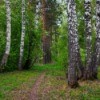 pine trees