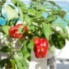 Peppers in Containers