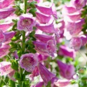 Foxglove Companion Plant