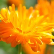 Pot Marigold