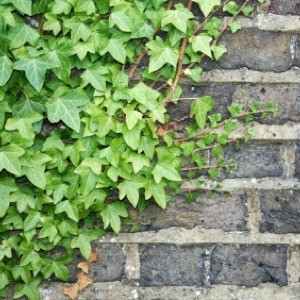 Climbing Ivy