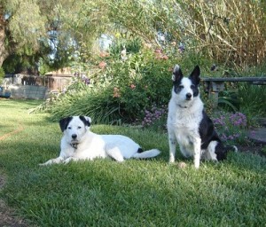 Buddy (Queensland Heeler) and Duchess (Border Collie)