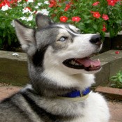 April (Siberian Husky)