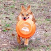 Baylor (Pomeranian/Australian Mix)