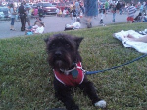 Toto (Cairn Terrier)