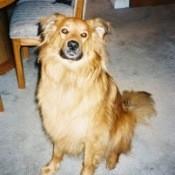 Nikki (Chow Chow/Golden Retriever)