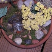 Plate Gardens