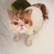 Neo (Persian)
