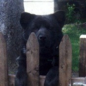 Big Bear (Chow Lab Mix)