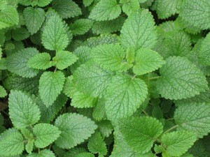 Less Costly Landscaping