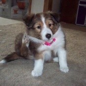 Autumn (Shetland Sheepdog)