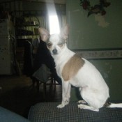 Abby (Chihuahua)